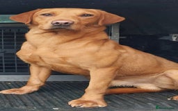 Labrador Retriever dogs for sale: Fox red labrador pups  - Image 9