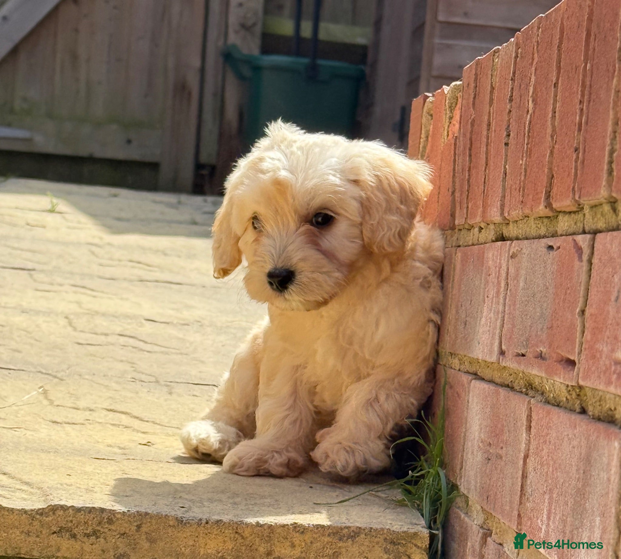 Cockapoo dogs READY TOMORROW!! 1 girl left - Advert 1