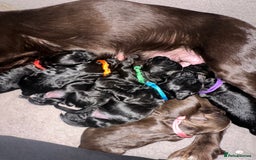 Cockapoo dogs for sale: READY TO LEAVE COCKAPOO PUPPIES - Image 1