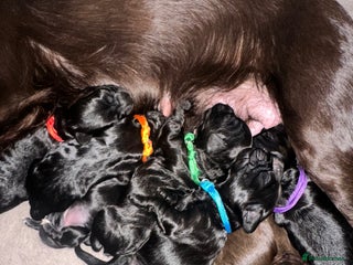 Cockapoo dogs READY TO LEAVE COCKAPOO PUPPIES - Advert 7