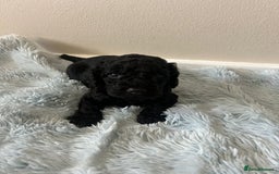 Cockapoo dogs for sale: 🖤BEAUTIFUL COCKAPOO FOR SALE🖤 - Advert 11
