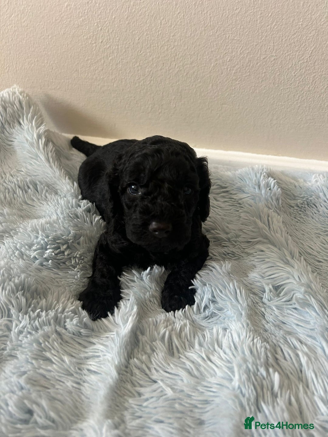 Cockapoo dogs for sale: 🖤BEAUTIFUL COCKAPOO FOR SALE🖤 - Advert 11