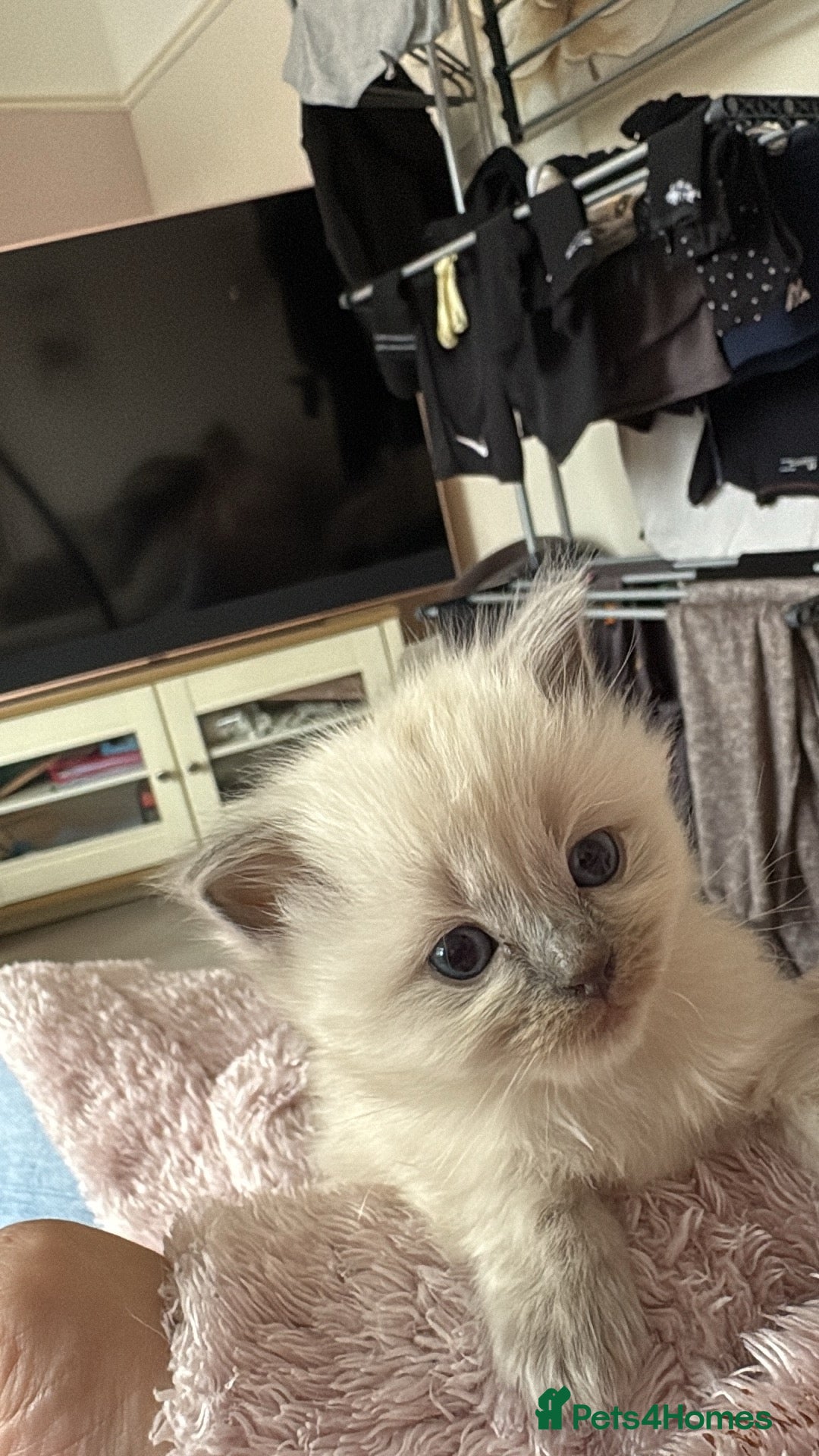 Ragdoll cats for sale: Ragdoll kittens for sale  - Advert 10
