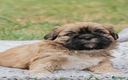 Shih Tzu dogs for sale: Shih Tzu puppies looking for their forever homes - Image 2