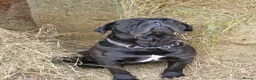 Cane Corso dogs for sale: JUST ONE BEAUTIFUL BLACK GIRL REMAIN. NOW ONLY£895 - Advert 3