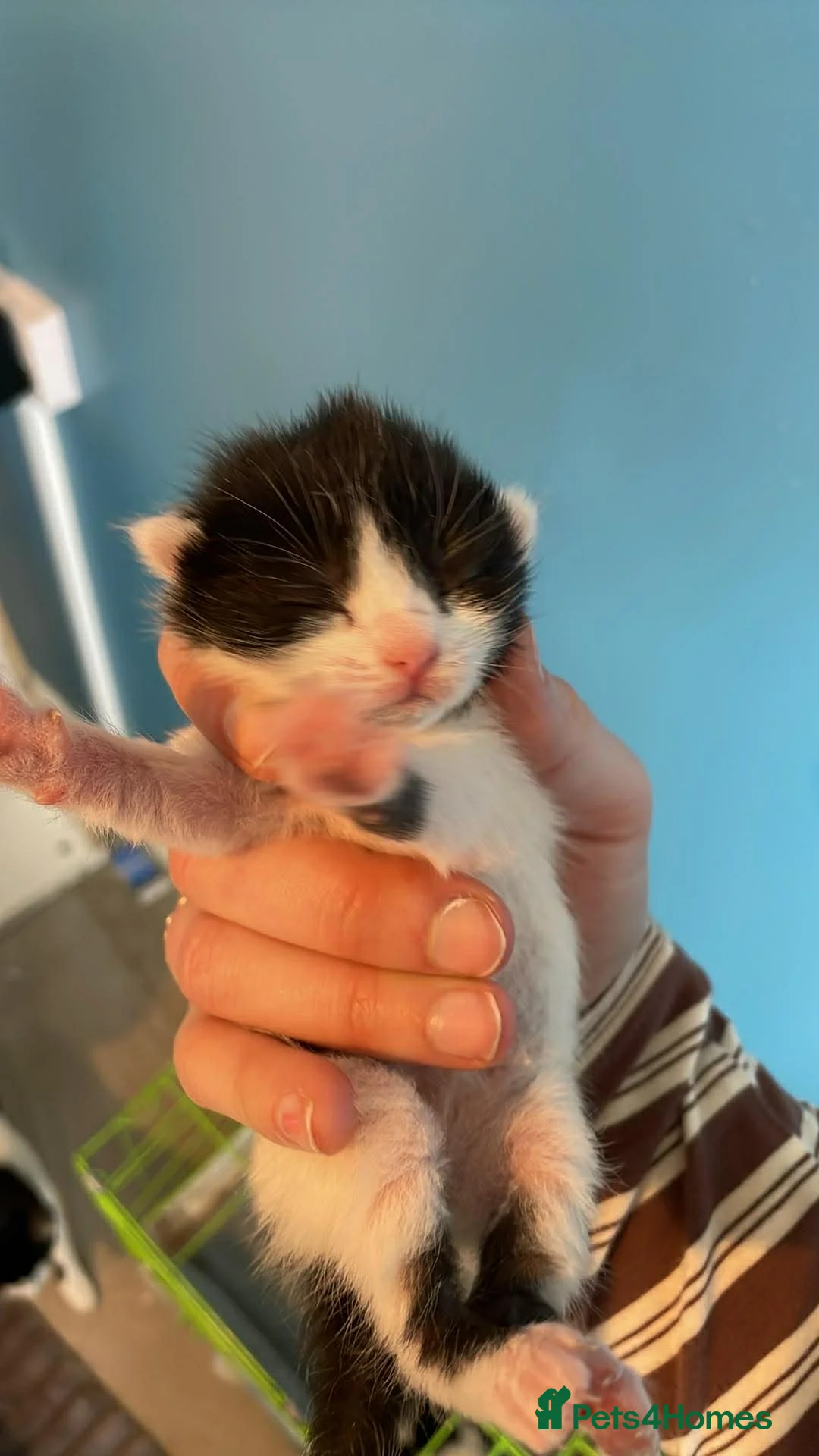 Mixed Breed cats for sale: Kittens  - Advert 2