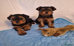 Yorkshire Terrier dogs for sale: Yorkshire Terrier Puppies – Ready 24 Dec - Image 25