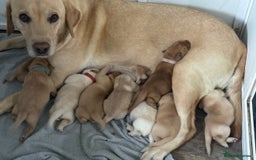 Labrador Retriever dogs for sale: Female Labrador Puppy - Image 3