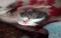 Mixed Breed cats for sale: Kittens looking for loving homes - Image 8