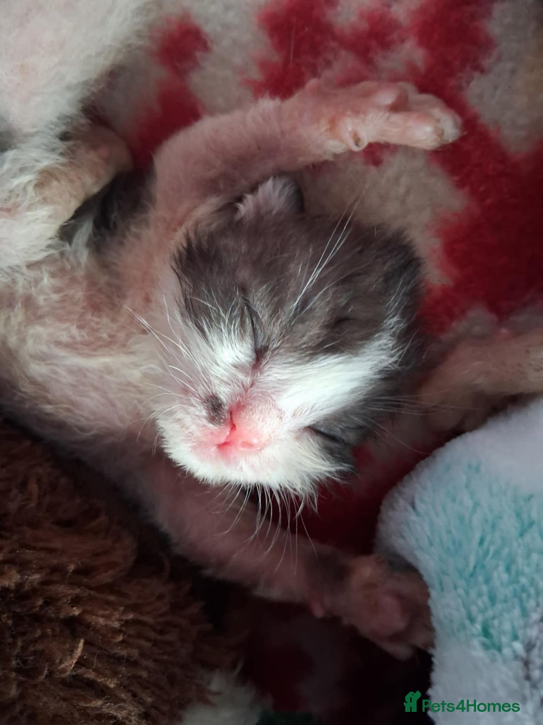 Mixed Breed cats for sale: Kittens looking for loving homes - Image 8