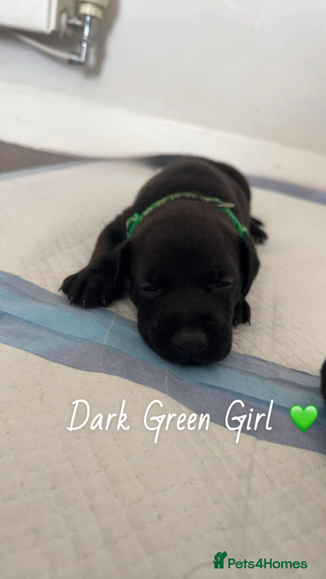 Mixed Breed dogs for sale: Doberman X XL Bully  - Image 13