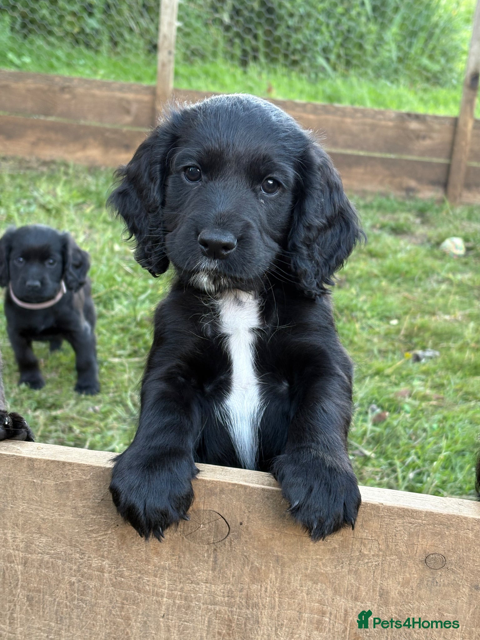 Cocker Spaniel dogs Ready to leave KC Registered Cocker Spaniel Puppy  - Advert 16