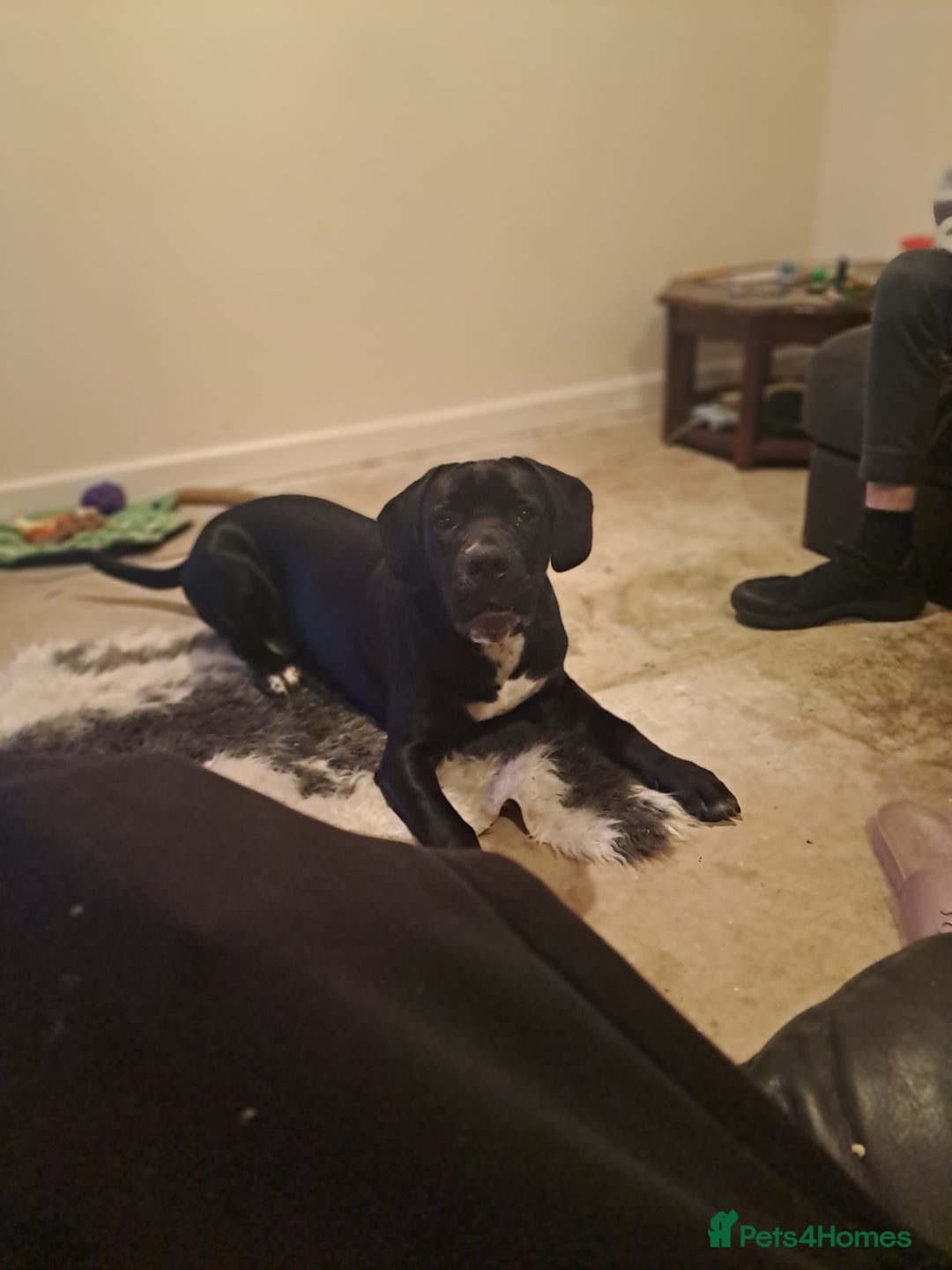 Mixed Breed dogs for sale: Oakley - Advert 2