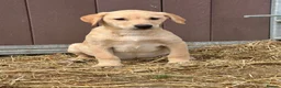 Labrador Retriever dogs for sale: OUTSTANDING LITTER OF BLACK & YELLOW PUPPIES - Advert 19