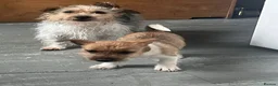 Jack Russell dogs for sale: 1 Female Jack Russell Pup in Liverpool - Advert 4
