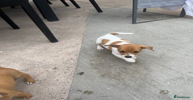Jack Russell dogs - Advert 5