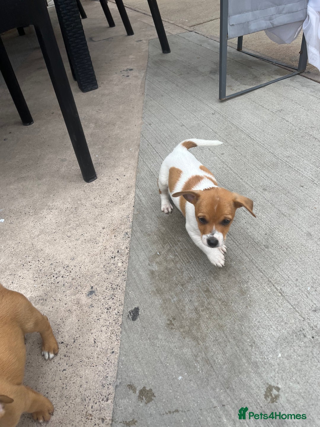 Jack Russell dogs for sale: Jack russsell puppy’s for sale small type - Image 3