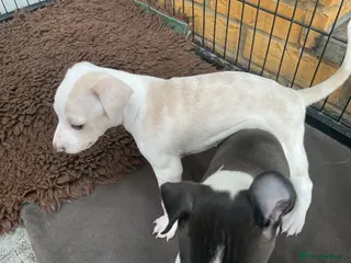 Italian Greyhound dogs Gorgeous Italian greyhound puppies - Advert 15