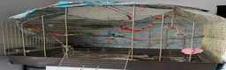 Mixed Breed birds for sale: Kakariki bird with cage  - Advert 4