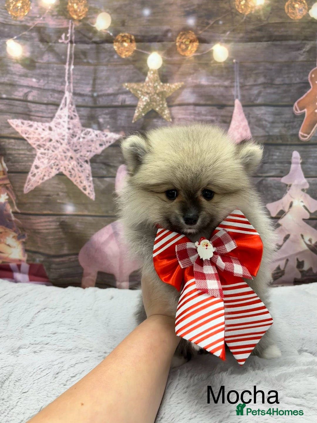 Pomeranian dogs for sale: One Boy Pomeranian left  - Advert 24