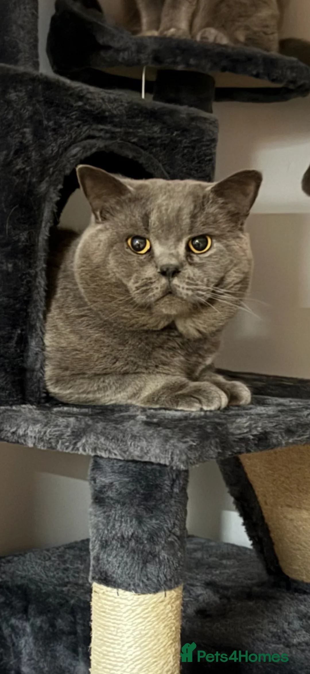 British Shorthair cats for sale: British short hair kittens  in Walsall - Advert 10