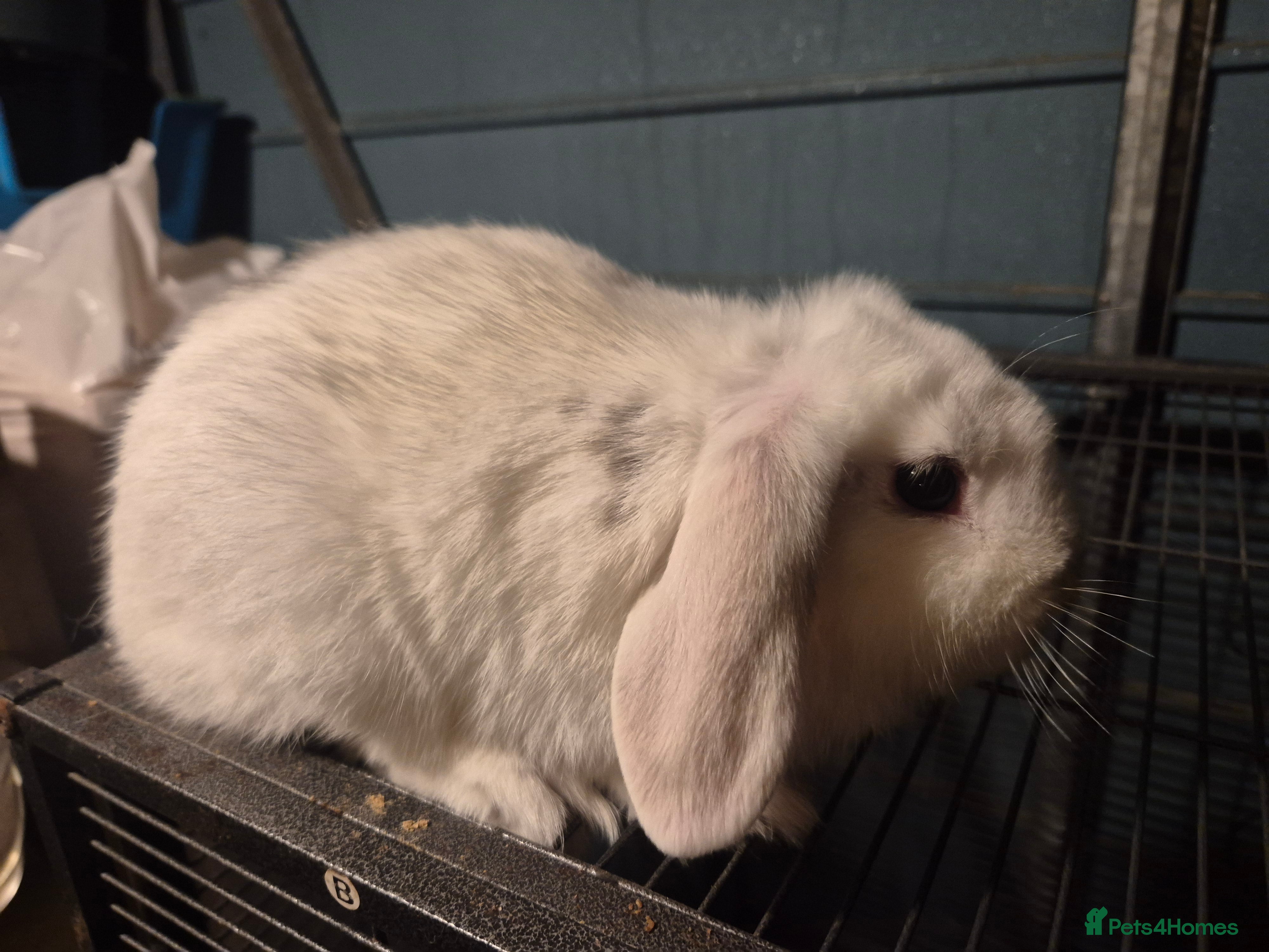 Mixed Breed rabbits Looking for forever homes  - Advert 10