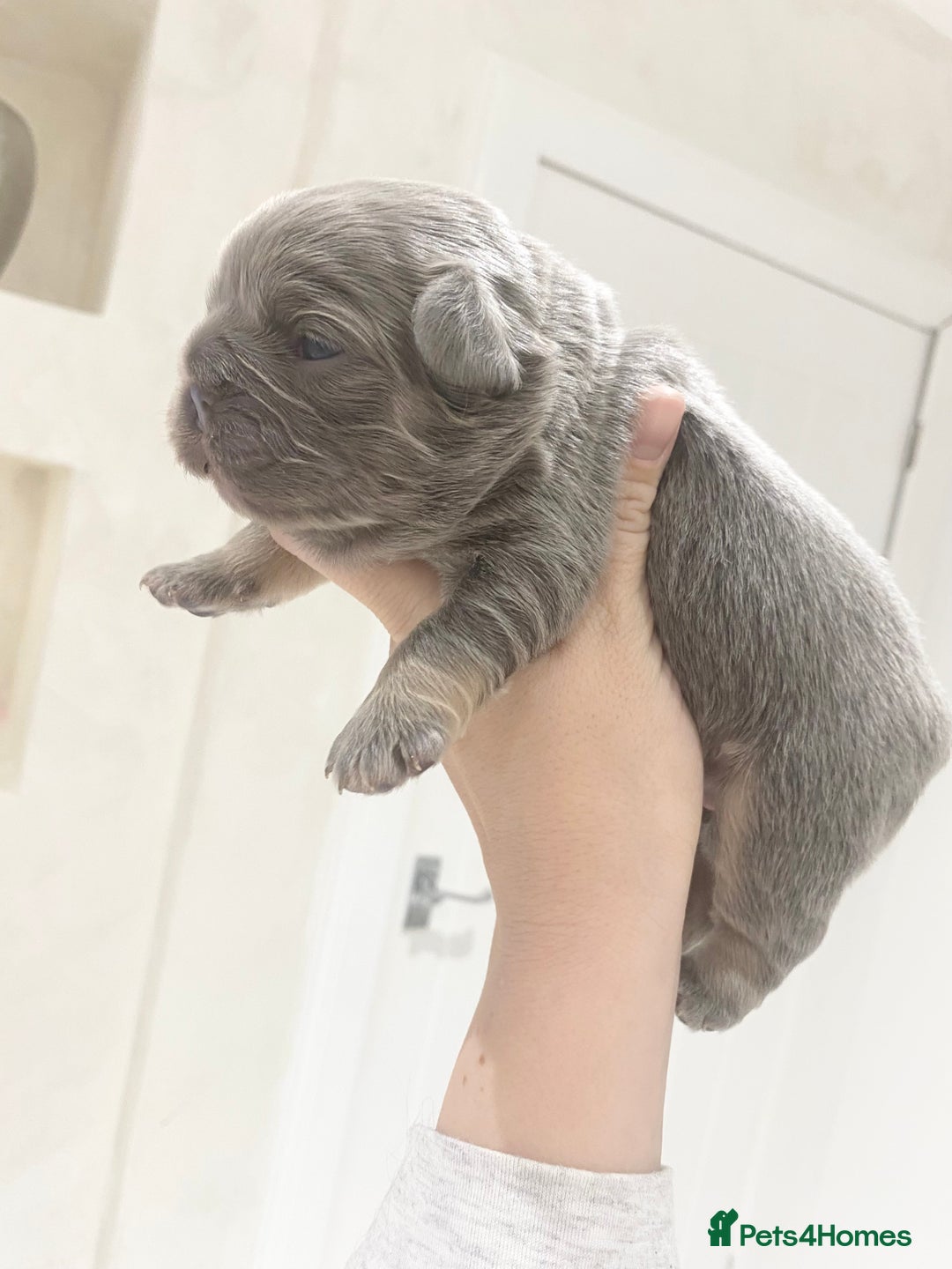 French Bulldog dogs for sale: TINY TEDDY BEAR FRENCH BULLDOG PUPS  - Advert 11
