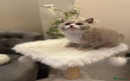 British Shorthair cats for sale: Lilac,Blue,BiColours & Colourpoint Registered  - Image 9