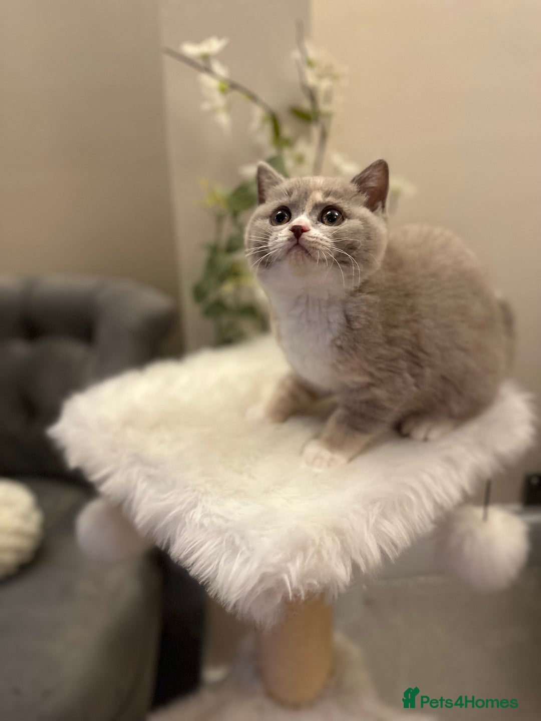 British Shorthair cats for sale: Lilac,Blue,BiColours & Colourpoint Registered  - Image 9