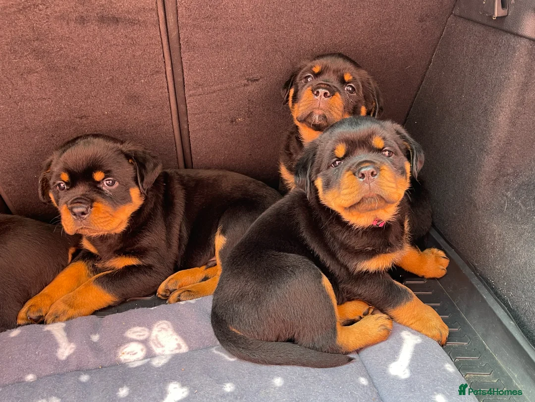 Rottweiler dogs for sale: 2 Rottweiler boy puppies for sale - Advert 1