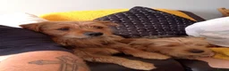 Mixed Breed dogs for sale: Skippy & ginger - Advert 1