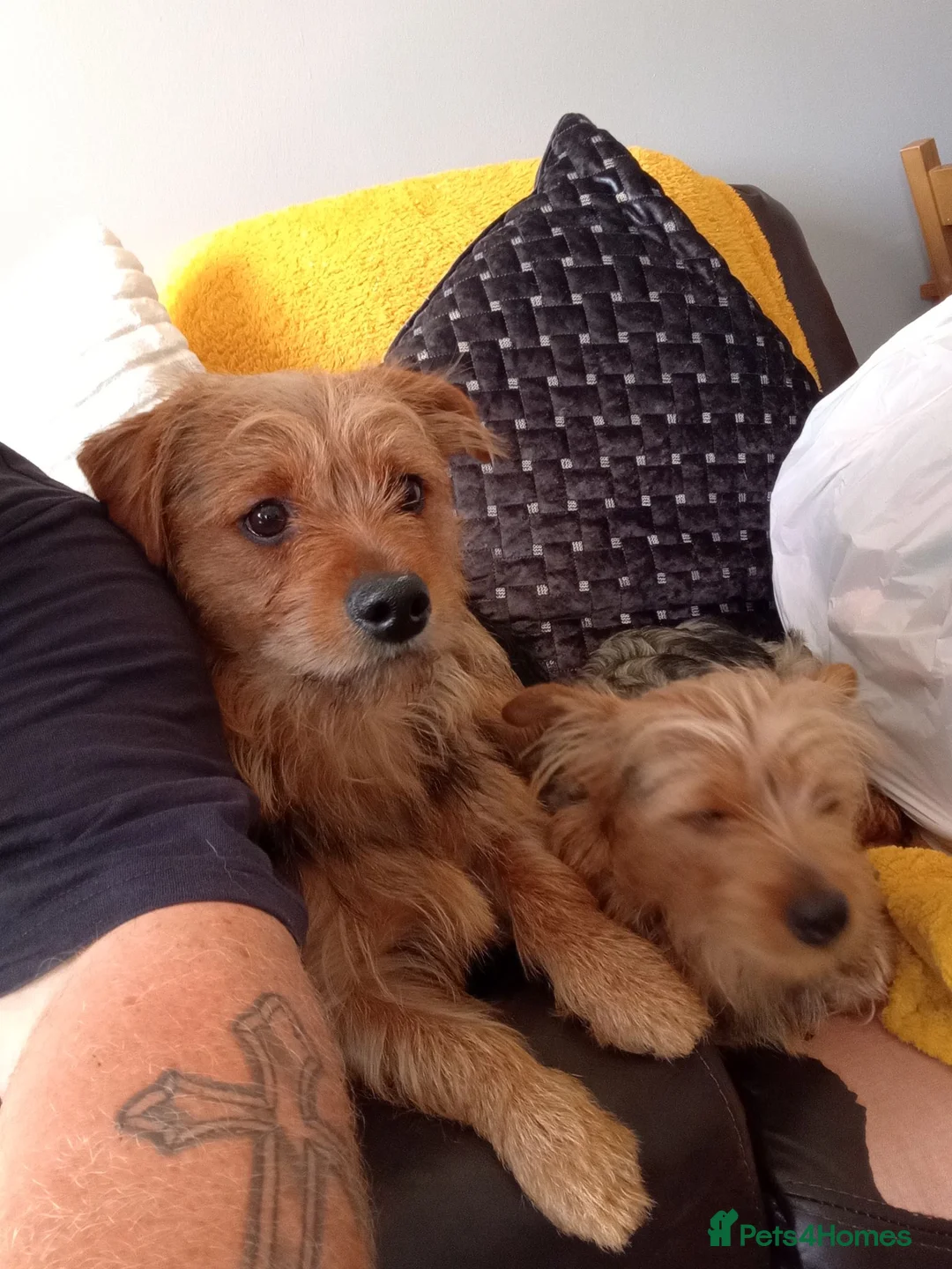 Mixed Breed dogs for sale: Skippy & ginger - Advert 1