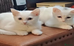 Mixed Breed cats for sale: White ragdoll x turkish angora kittens - Image 3