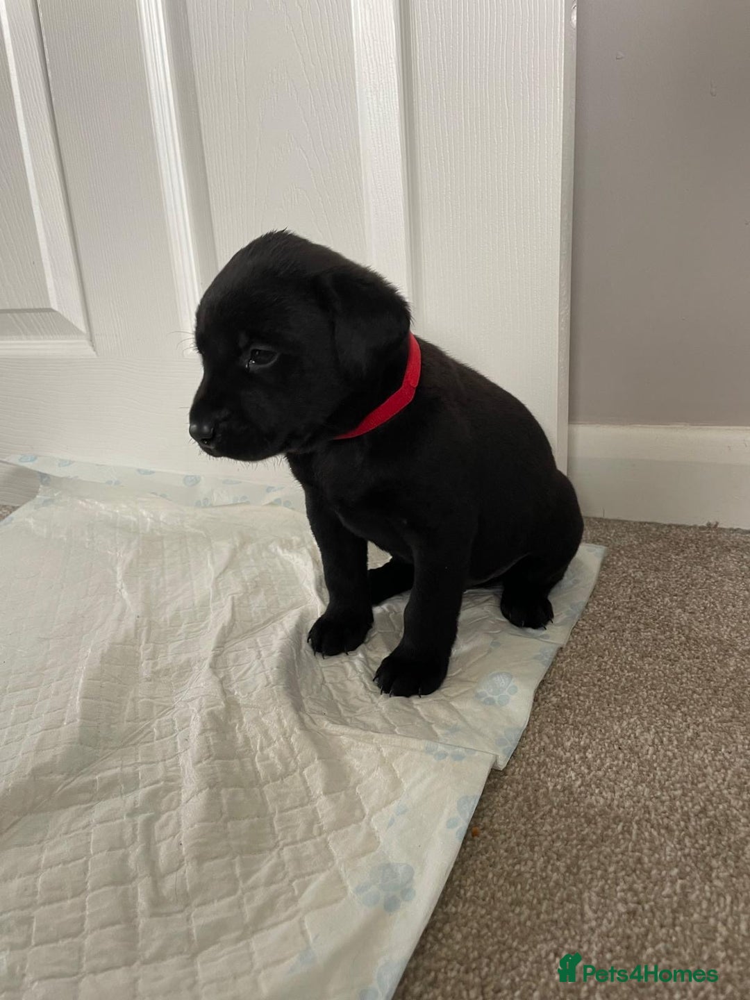 Labrador Retriever dogs for sale: Black Labrador Puppies - Advert 12