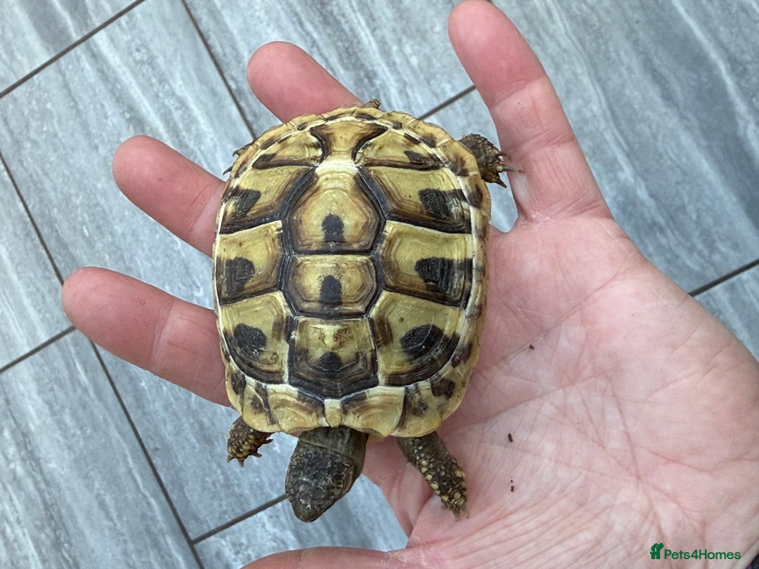 Hermann Tortoise reptiles for sale: Baby Hermanns tortoises for sale. Ready now  - Image 6