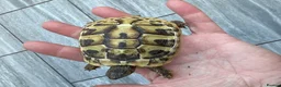 Hermann Tortoise reptiles for sale: Baby Hermanns tortoises for sale. Ready now  - Advert 6