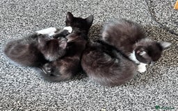 Mixed Breed cats for sale: British Bombay mixed  - Image 7
