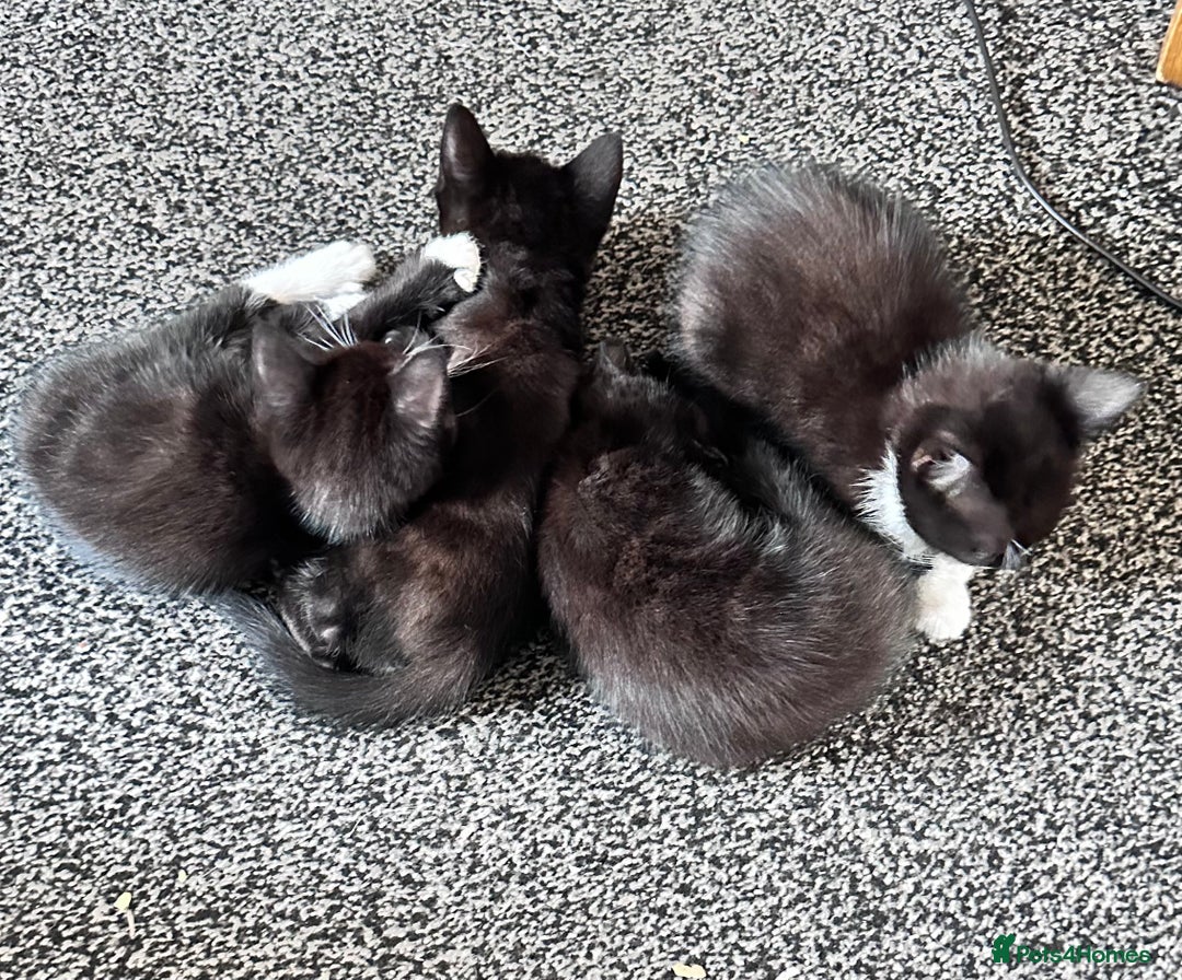 Mixed Breed cats for sale: British Bombay mixed  - Image 7