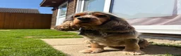 Cocker Spaniel dogs for stud: MALE COCKER SPANIEL STUD - Advert 10