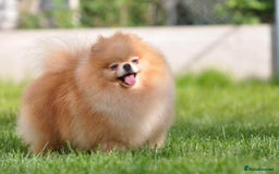 Pomeranian dogs for sale: Micro size  poms - Image 9