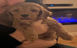 Cockapoo dogs for sale: Ready Monday 2 Cockapoo females  - Advert 41