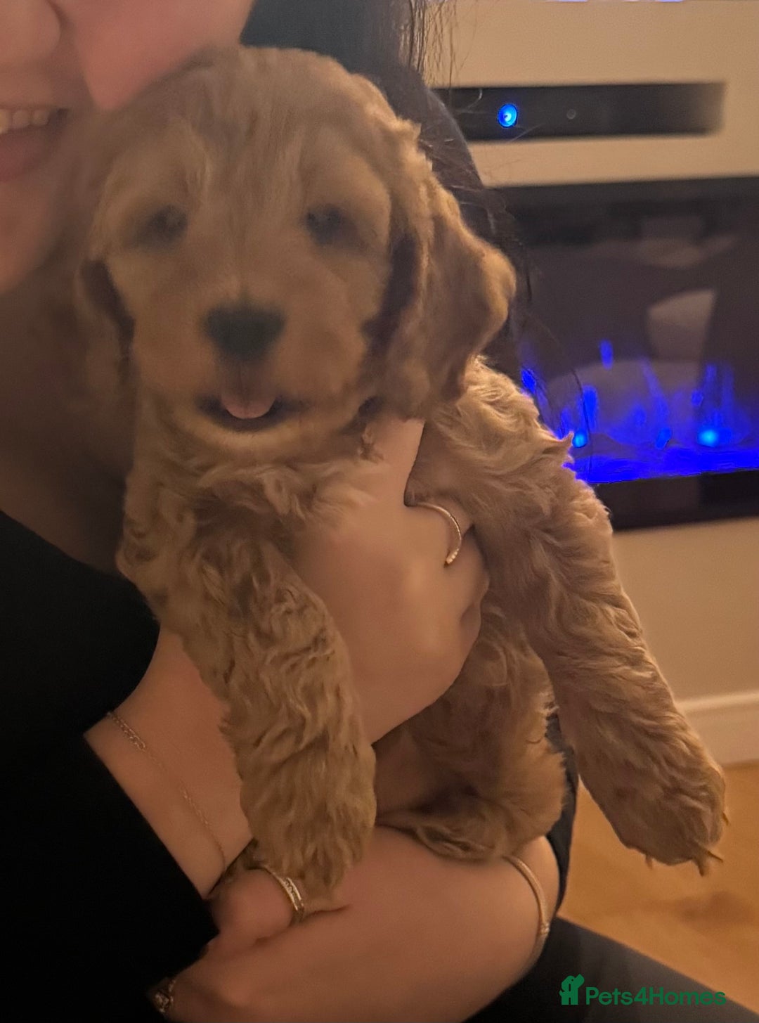 Cockapoo dogs for sale: Ready Monday 2 Cockapoo females  - Advert 41