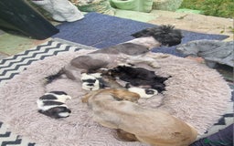 Shih Tzu dogs for sale: wonderful puppies  - Image 18
