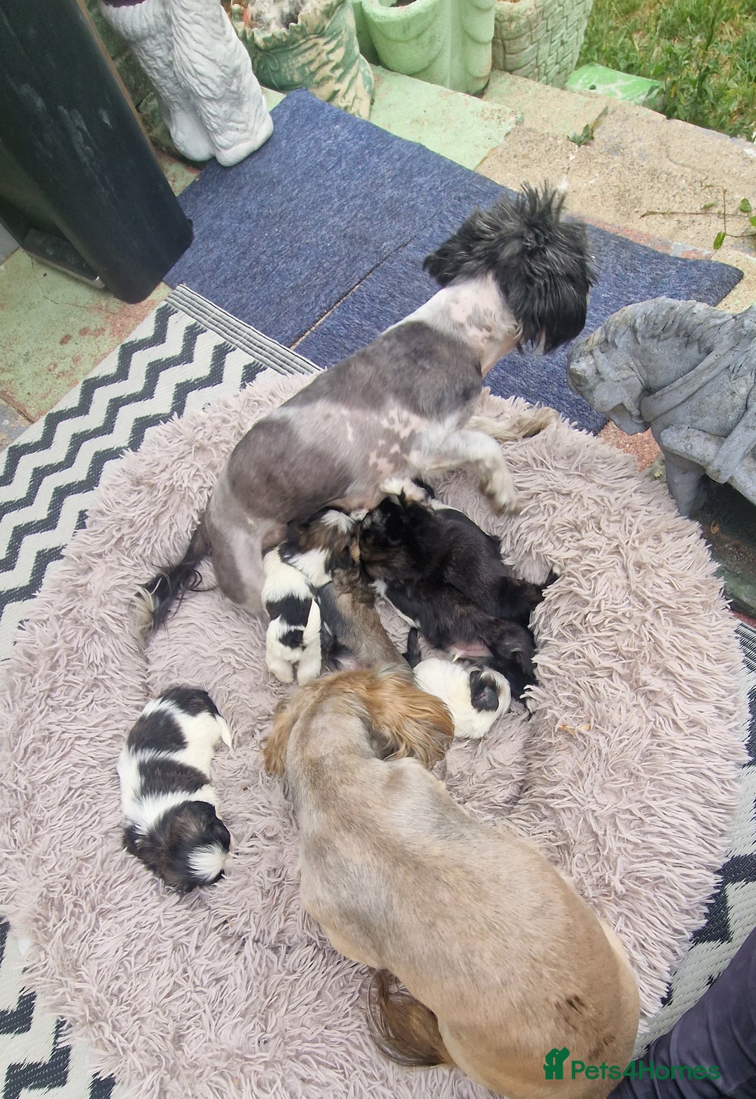 Shih Tzu dogs for sale: wonderful puppies  - Image 18