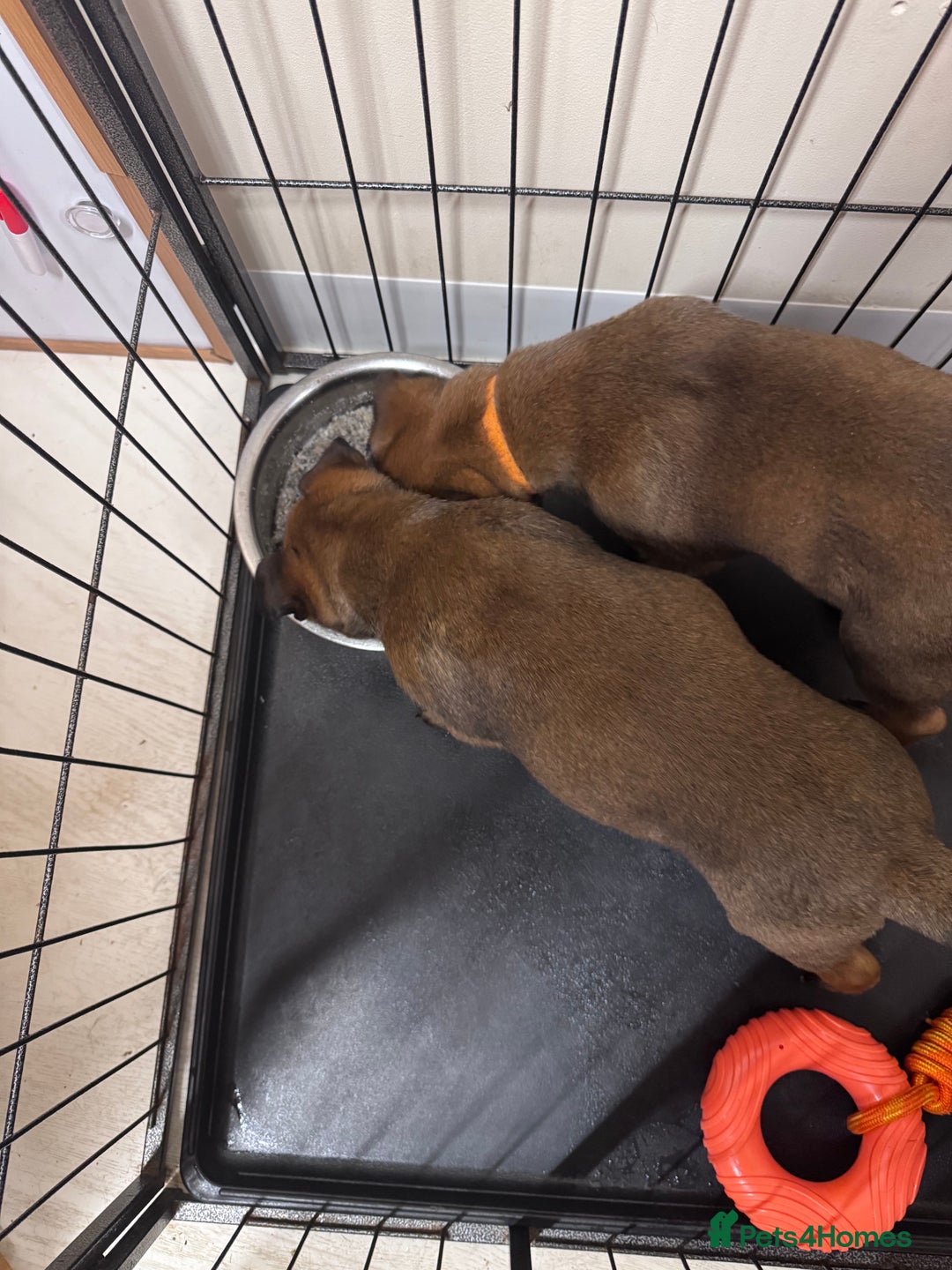 Belgian Shepherd Dog dogs for sale: Belgian Malinois Puppies - Advert 12