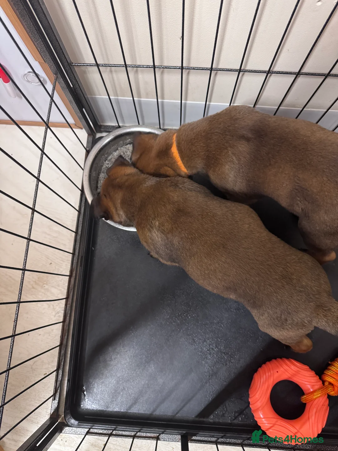 Belgian Shepherd Dog dogs for sale: Belgian Malinois Puppies - Advert 13