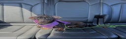 Miniature Dachshund dogs for sale: 2 Miniature Dachshunds - Chocolate & Tan - Advert 4