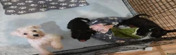 Miniature Schnauzer dogs for sale: Miniature schnauzer puppies  - Advert 7