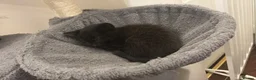 Mixed Breed cats for sale: Kitten  - Advert 2