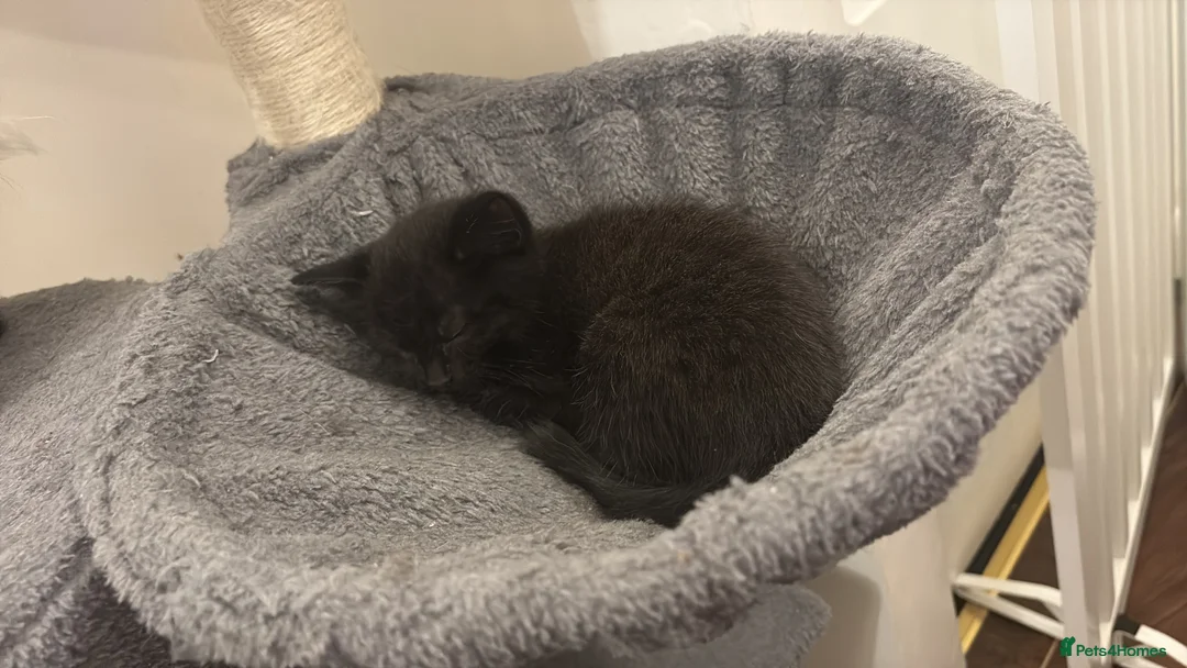 Mixed Breed cats for sale: Kitten  - Advert 2